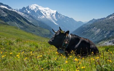 Mont Blanc : Top 14 des Meilleures Activités