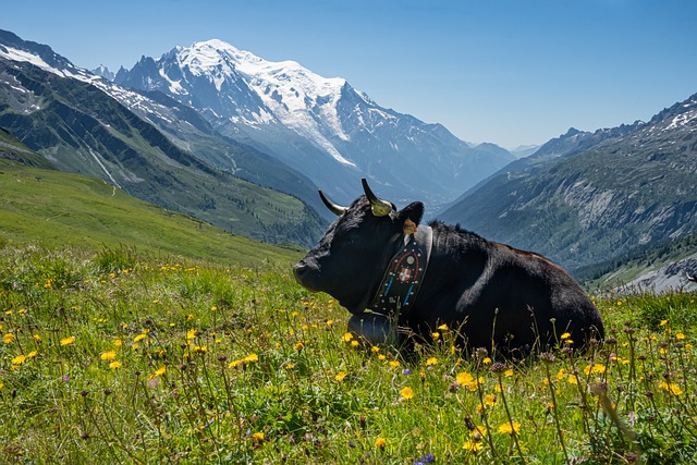 Mont Blanc : Top 14 des Meilleures Activités