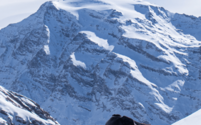 🐾 Randonner avec son chien à Champagny‑en‑Vanoise – Top 5 balades 🏔️