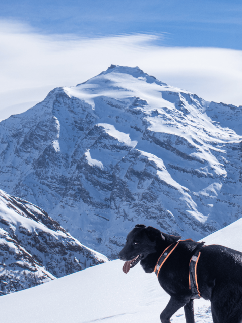 🐾 Randonner avec son chien à Champagny‑en‑Vanoise – Top 5 balades 🏔️